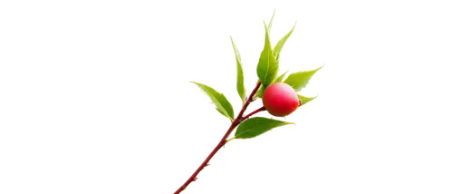 Rose hip, macro shot, close-up, detailed texture, soft pink color, delicate shape, thorny stem, green leaves, morning dew, warm lighting, shallow depth of field, 3/4 composition, cinematic atmosphere.