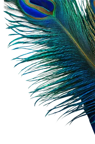 peacock feathers,peacock feather,blue peacock,peacock,male peacock,peacock eye,color feathers,sailfin,sailfish,pfau,blue fish,mandarin fish,fairy peacock,parrot feathers,feather on water,blue stripe fish,beak feathers,dartfish,biomimicry,indian peafowl,Illustration,Paper based,Paper Based 02