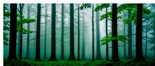 foggy forest,forest background,coniferous forest,forest,nature background,forest landscape,the forest,haunted forest,green forest,fir forest,cartoon video game background,forests,forest dark,germany forest,forest of dreams,the forests,free background,forested,background vector,endor,Photography,Fashion Photography,Fashion Photography 06