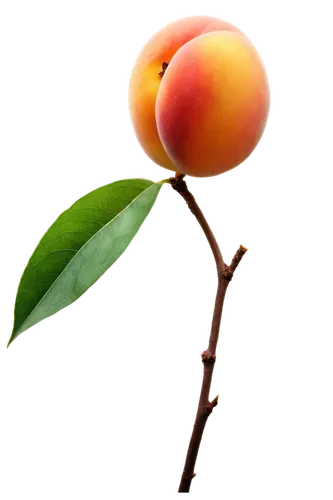 apricot,peach flower,apricots,tangerine tree,peach tree,peach rose,kumquat,nectarine,orange tree,guava,peach color,persimmon tree,orange flower,peach,peaches,growing mandarin tree,nectarines,orange rose,rose hip plant,vineyard peach,Illustration,Realistic Fantasy,Realistic Fantasy 29