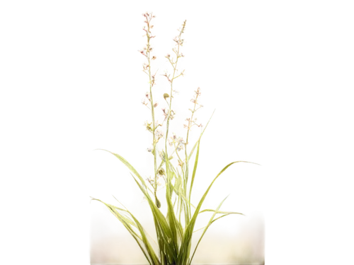 sweet grass plant,sea arrowgrass,citronella,arrowgrass,grape-grass lily,flowers png,grass lily,pontederia,panicle,gaura,cherry sparkler fountain grass,foxtail lily,elymus repens,sweet grass,aquatic plant,ceratostylis,scaphosepalum,yellow nutsedge,blooming grass,grass blossom,Photography,Documentary Photography,Documentary Photography 04