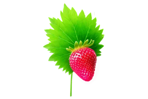 Cartoon strawberry, bright pink, green leaves, shiny surface, juicy pulp, sparkles, solo, centered composition, soft focus, warm lighting, pastel colors, HD, transparent background.,raspberry leaf,str