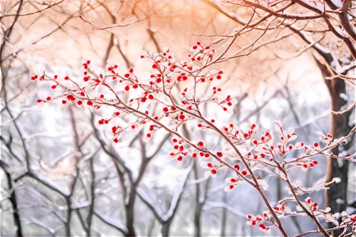 plum blossoms,cherry branches,plum blossom,cold cherry blossoms,winter blooming cherry,apricot blossom,frozen morning dew,hoarfrost,winterberry,ice flowers,winter cherry,the plum flower,amelanchier,cherry blossom branch,plum tree,frosted rose hips,apricot flowers,spring blossom,winter background,frostiness,Illustration,Black and White,Black and White 03