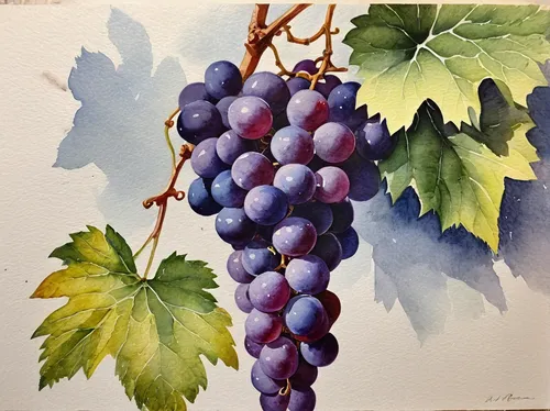 Antique Exceptional Original Vintage 20thc Still Life Grapes study Watercolour Painting,watercolor wine,purple grapes,grapes icon,blue grapes,grape vine,wine grape,grapes,wine grapes,wood and grapes,g