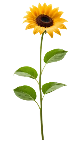 small sun flower,calendula,calenduleae,calendula flower,stored sunflower,rudbeckia,calendula suffruticosa,calendula officinalis,rudbeckia nidita,yellow calendula flower,yellow gerbera,sun flower,sunflower,sunflower lace background,helianthus occidentalis,helianthus,rudbeckia fulgida,helianthus annuus,sunflower paper,flower background,Illustration,Black and White,Black and White 21