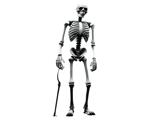 skeletal,skeleton,human skeleton,articulated manikin,skeleltt,skeletal structure,vintage skeleton,deadlift,skeletons,x-ray,calcium,a wax dummy,orthopedic,biomechanically,bone,3d figure,bones,artificial joint,medical radiography,anatomy,Photography,Fashion Photography,Fashion Photography 06