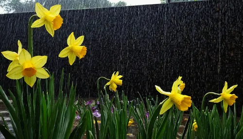 Write a melancholic poem about a wilting narcissus pseudonarcissus on a rainy day.,yellow daffodils,daffodils,jonquils,landscape designers sydney,the trumpet daffodil,yellow tulips,landscape design sy