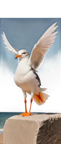 royal tern,orange gull,tern bird,seagull,indian sea gull,seagull in flight,sea gull,pacific gull,tern,flying tern,seagull flying,crested terns,sea bird,tern flying,piping plover,dove of peace,sea swallow,cape gull,coastal bird,migratory bird,Illustration,Black and White,Black and White 17