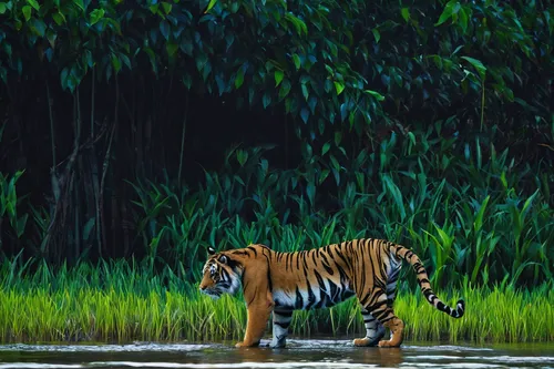 Imagine a futuristic world where Sundarbans tigers are the guardians of nature.,sumatran tiger,bengal tiger,bengal,asian tiger,tiger cub,young tiger,a tiger,malayan tiger cub,bengalenuhu,bangladesh,ti