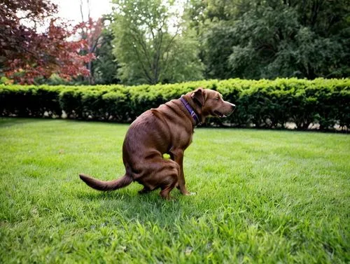 chesapeake bay retriever,dogue de bordeaux,bracco italiano,dog-photography,dog playing,dog photography,frolicking,hungarian pointing dog,running dog,bandog,dog running,hunting dog,outdoor dog,olde eng