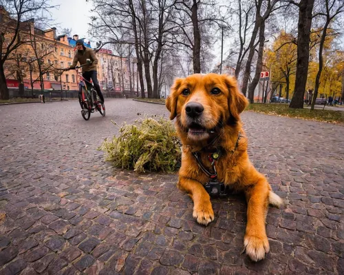 2. Unleash your dog's perspective by filming their daily experiences.,hungarian pointing dog,dog-photography,dog photography,lithuanian hound,scooter riding,bavarian mountain hound,estonian hound,aust