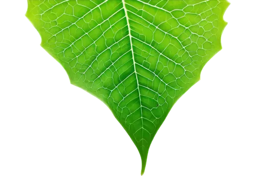 Vibrant cundeamor leaves, bright green color, delicate veins, wavy edges, soft focus, morning dew, warm sunlight filtering through, 3/4 composition, shallow depth of field, cinematic lighting, gentle 