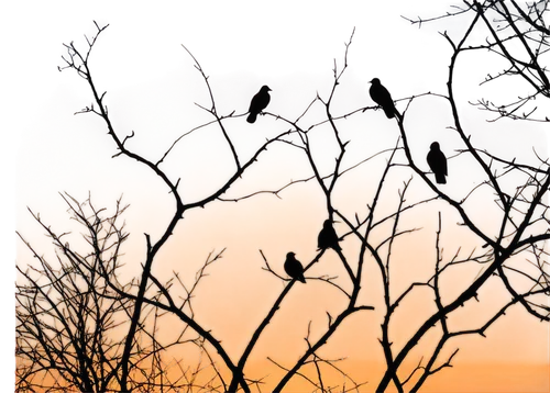 shrikes,passerines,finches,birds on branch,waxwings,grackles,sparrows,birds abstract,bushshrikes,birds on a branch,starlings,songbirds,house finches,jackdaws,halloween bare trees,crossbills,leafless,sunbirds,crow in silhouette,redstarts,Illustration,Abstract Fantasy,Abstract Fantasy 17