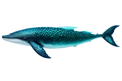 blue whale,coelacanth,cetacea,whale,korpus,balaenoptera,tursiops,blue fish,cetacean,liopleurodon,humpback whale,semiaquatic,dolphin background,dolphin fish,humpback,baleine,makani,whales,blueback,dusky dolphin,Photography,Documentary Photography,Documentary Photography 23