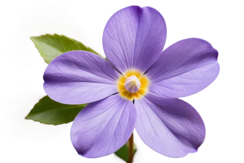 hepatica,crown chakra flower,purple flower,violet flowers,anemone purple floral,flowers png,flower purple,heartsease,anemone japonica,windflower,purple daisy,lavender flower,senetti,violacea,violet colour,violette,the lavender flower,purple anemone,anemone blanda,anemonin,Art,Classical Oil Painting,Classical Oil Painting 01