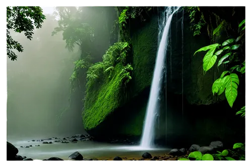 nature background,green waterfall,nature wallpaper,background view nature,rain forest,tropical forest,rainforests,nectan,water fall,brown waterfall,landscape background,yunque,wayanad,waterval,waterfalls,rainforest,waterfall,agumbe,aaaa,orocovis,Photography,Black and white photography,Black and White Photography 12