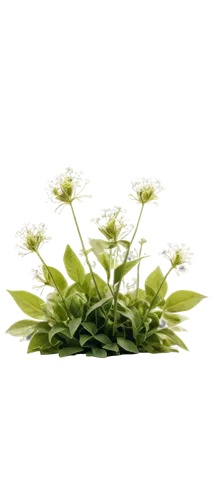 flowers png,chrysanthemum background,green chrysanthemums,wood daisy background,flower background,gypsophila,floral digital background,flower wallpaper,leucanthemum,galium,bag of gypsophila,white chrysanthemum,white floral background,common daisy,candytuft,white daisies,the white chrysanthemum,dandelion background,minimalist flowers,spring leaf background,Art,Artistic Painting,Artistic Painting 31