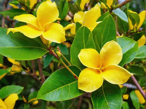 Write a vivid description of a beautiful yellow Allamanda cathartica blooming in a serene garden.,allamanda cathartica,allamanda,frangipani,yellow allamanda,yellow tabebuia,carolina jasmine,tabebuia,i