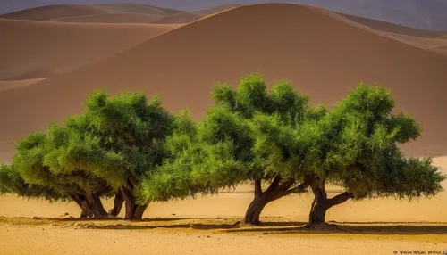 argan trees,desert desert landscape,desert landscape,argan tree,dune landscape,libyan desert,arid landscape,date palms,crescent dunes,gobi desert,capture desert,desert plants,huacachina oasis,namib desert,the gobi desert,admer dune,turpan,namib,desert plant,sand dunes,Art,Artistic Painting,Artistic Painting 03