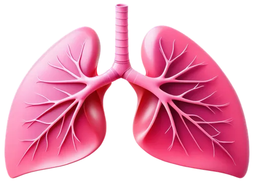 lungs,lung cancer,lung,respiratory protection,copd,ventilate,medical illustration,airway,aorta,circulatory system,venereal diseases,lung ching,nonsmoker,smoking cessation,rh-factor positive,circulatory,oxygenated and deoxygenated,human internal organ,renal,diaphragm,Photography,Fashion Photography,Fashion Photography 22