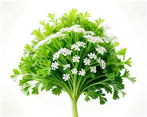 broccoflower,parsley leaves,parsley,sweet cicely,flowers png,celery plant,chinese celery,shrub celery,cruciferous vegetables,wild celery,galium,heracleum (plant),pak-choi,parsley family,garden cress,umbelliferae,spring onion,chervil,green chrysanthemums,water dropwort,Conceptual Art,Sci-Fi,Sci-Fi 10