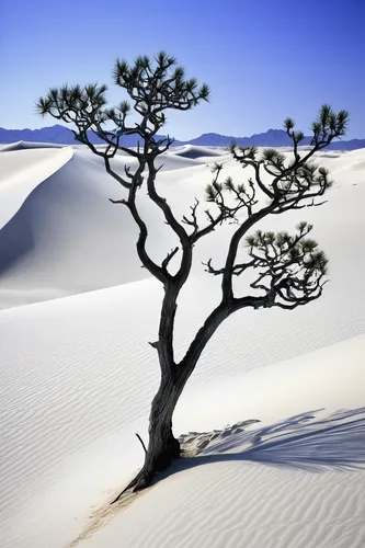 white sands national monument,arid landscape,desert plant,argan trees,white sands dunes,arid,argan tree,libyan desert,crescent dunes,desert rose,desert desert landscape,isolated tree,desert landscape,desertification,desert plants,capture desert,dune landscape,arid land,canarian dragon tree,dragon tree,Illustration,Retro,Retro 25