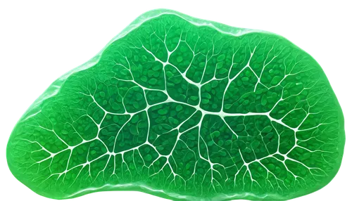 plant veins,leaf structure,chloroplasts,nerve cell,chlorophyta,qin leaf coral,ginkgo leaf,centella,custody leaf,connective tissue,leaf veins,charophyta,macrocystis,cell structure,skeleton leaf,mape leaf,patrol,mammoth leaf,macrocystis pyrifera,chlorophyll,Photography,Documentary Photography,Documentary Photography 15