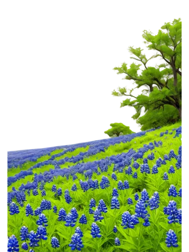 Wildflower landscape, Texas bluebonnets, blue petals, delicate stems, lush green leaves, gentle sways, warm sunlight, soft focus, shallow depth of field, panoramic view, vibrant colors, natural textur