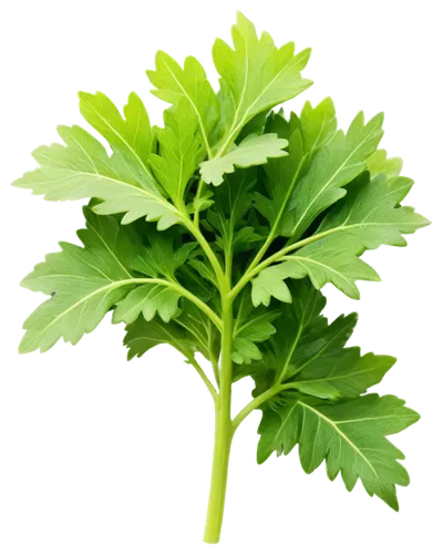 Fresh parsley, green curly leaves, delicate stem, soft natural light, macro photography, extreme close-up, shallow depth of field, warm color tone, detailed texture, realistic, vibrant green, isolated