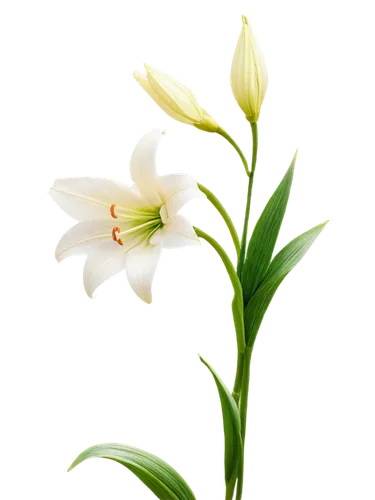 grass lily,grape-grass lily,lilies of the valley,garden star of bethlehem,white lily,star of bethlehem,flowers png,flower background,grass blossom,flower wallpaper,zephyranthes,palm lily,lily flower,madonna lily,lily of the valley,palm lilies,easter lilies,lily of the field,tuberose,lilies,Art,Classical Oil Painting,Classical Oil Painting 43