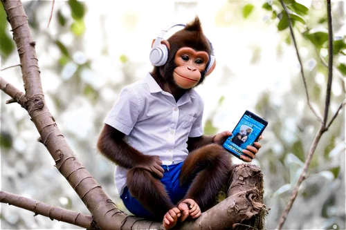 mangabey,primatology,primatologist,monkeying,monkey banana,monkey,primate,simian,simians,macaca,macaco,monke,orang utan,langur,chimpanzee,the monkey,cheeky monkey,propithecus,baby monkey,de brazza's monkey,Conceptual Art,Fantasy,Fantasy 13