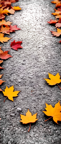 Fall leaves, orange yellow red colors, scattered on ground, crunchy texture, natural light, shallow focus, 3/4 composition, warm color tone, cinematic lighting, soft bokeh, realistic details, solo, cl