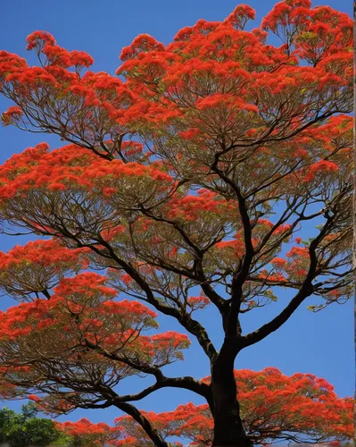 Compose a romantic poem, using the blossoms of a Chinese flame tree as a metaphor for love and passion.,cockspur coral tree,african tulip tree,red tree,colorful tree of life,tropical tree,canarian dra