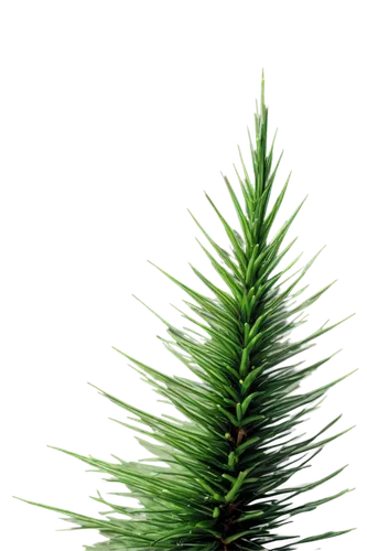 fir needles,fir tree decorations,fir branch,fir tree,fir branches,fir green,kerschbaum,fir-tree branches,pine needle,christmas pine,pine tree,nordmann fir,spruce tree,cupressaceae,pine needles,tannenbaum,fir trees,christmasbackground,spruce needles,coniferous,Illustration,Japanese style,Japanese Style 05