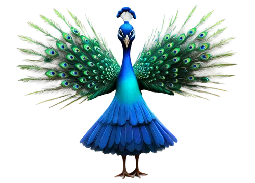 fairy peacock,peacock,blue peacock,male peacock,peafowl,indian peafowl,peacocks carnation,peafowls,ornamental bird,an ornamental bird,celestina,sylph,blue bird,caeruleus,blue parrot,peacock feathers,bluewings,pfau,blue parakeet,decoration bird,Illustration,Paper based,Paper Based 05