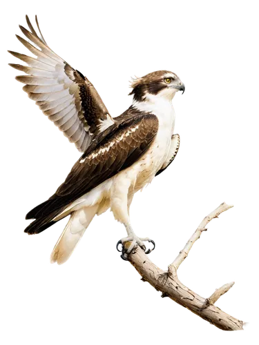 Osprey bird, white belly, brown back, sharp talons, strong wings, feathers ruffled, perched on branch, alert posture, bright eyes, hooked beak, morning light, soft focus, 3/4 composition, natural text