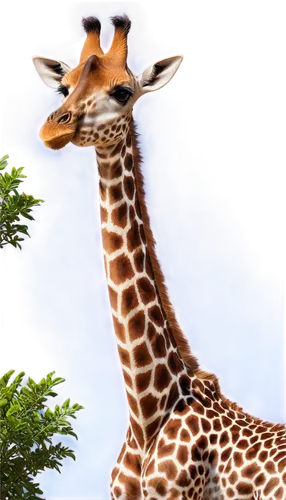 giraffe,giraffa,melman,kemelman,giraffe plush toy,derivable,long neck,long necked,longneck,savane,two giraffes,cheeta,serengeti,zoologischer,neck,zoological,immelman,fauna,necks,giraudo,Art,Classical Oil Painting,Classical Oil Painting 29