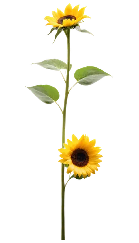 sunflower lace background,small sun flower,sun flowers,yellow gerbera,flowers png,stored sunflower,sunflower,sun flower,rudbeckia,helianthus,calenduleae,helianthus occidentalis,sunflower paper,calendula,flower background,helianthus annuus,erdsonne flower,sunflowers in vase,yellow calendula flower,flowers sunflower,Conceptual Art,Daily,Daily 11