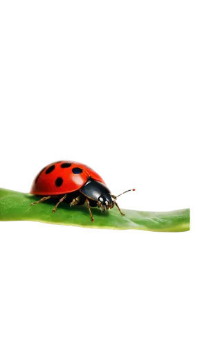 Ladybug, red shell, black spots, delicate wings, green leaves, tiny legs, shiny exoskeleton, solo, close-up, macro photography, natural lighting, soft focus, warm color tone, 1/2 composition, shallow 