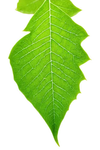 leaf background,tree leaf,spring leaf background,mape leaf,grape leaf,green leaf,beech leaf,ginkgo leaf,leaf green,fan leaf,leaf structure,fern leaf,tropical leaf,eco,chestnut leaf,green wallpaper,leaf,mammoth leaf,walnut leaf,bigleaf,Unique,3D,Toy