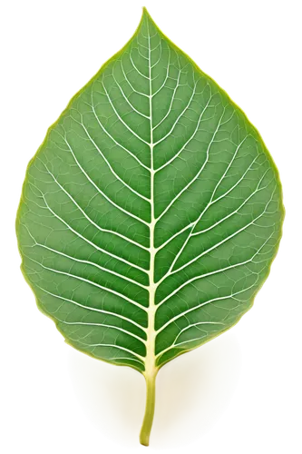 fig leaf,ginkgo leaf,lotus leaf,grape leaf,mape leaf,custody leaf,magnolia leaf,mammoth leaf,fan leaf,walnut leaf,chestnut leaf,beech leaf,tree leaf,tropical leaf,leaf vegetable,bay-leaf,leaf structure,water lily leaf,foliage leaf,round leaved liverleaf,Art,Classical Oil Painting,Classical Oil Painting 34