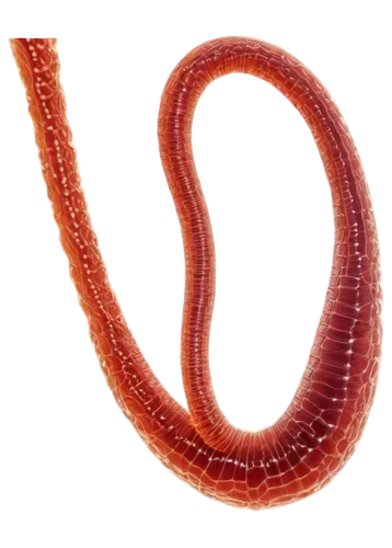 roundworms,ophiusa,roundworm,mansnerus,flagellar,schistosoma,sphyrna,ercp,wormlike,elegans,nematoda,ventrally,leptospira,arteriole,vipera,polychaetes,ophiuchi,noorderleech,nematode,caecilians,Conceptual Art,Graffiti Art,Graffiti Art 11