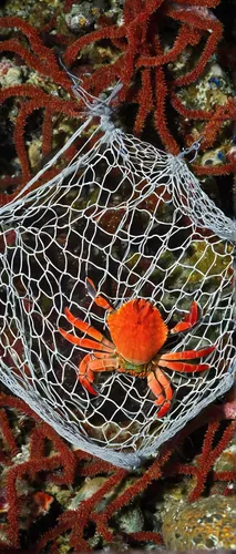 fishing net,red cliff crab,christmas island red crab,fishing nets,crab pot,egg net,square crab,king crab,snow crab,cardinal fish of banggaï,spider net,crab 1,bird protection net,rock crab,crab 2,aquaculture,ten-footed crab,freshwater crab,crab,safety net,Illustration,Children,Children 05