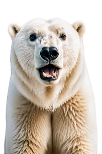 polar bear,whitebear,nordic bear,white bear,polar,icebear,ice bear,polar aurora,arturo,bearlike,polar bears,aurora polar,polar lights,scandia bear,bear,ursus,knut,cute bear,baer,young polar bear,Photography,Documentary Photography,Documentary Photography 02