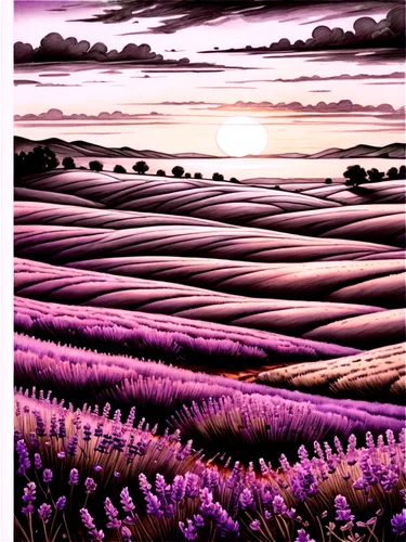 lavender field,lavender fields,purple landscape,lavender cultivation,lavenders,lavender flowers,lavander,the lavender flower,chives field,onion fields,blooming field,lavender,lavender flower,valensole,provence,laventhol,lavendar,lavandula,lavender oil,flower field,Illustration,Black and White,Black and White 30