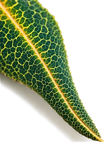 tropical leaf pattern,tropical leaf,foliage leaf,leaf structure,magnolia leaf,leaf pattern,leaf veins,custody leaf,trumpet leaf,leaf,dry leaf,leaf macro,jungle leaf,fern leaf,leaf vegetable,leaf branch,leaf spots,leaf border,ginkgo leaf,bicolor leaves,Illustration,Realistic Fantasy,Realistic Fantasy 33