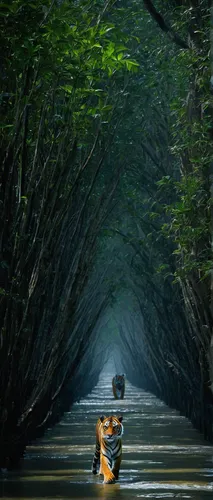 kayak,kayaking,kayaker,dugout canoe,eastern mangroves,fisherman,canoe,canoeing,backwater,backwaters,sea kayak,mangroves,row of trees,adrift,the roots of the mangrove trees,vietnam,mangrove,paddling,fishermen,monopod fisherman,Illustration,Japanese style,Japanese Style 10