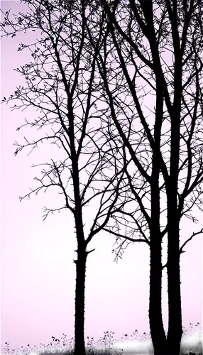 Silhouette trees, black outline, white background, various shapes, thin branches, thick trunks, clustered leaves, morning mist, low-angle shot, dramatic lighting, high contrast, cinematic composition.