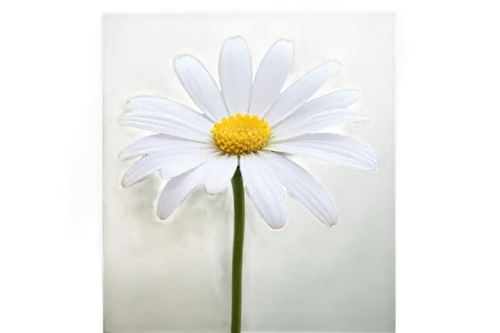 leucanthemum,shasta daisy,marguerite daisy,oxeye daisy,white chrysanthemum,flannel flower,the white chrysanthemum,south african daisy,african daisy,barberton daisy,ox-eye daisy,common daisy,leucanthemum maximum,osteospermum,perennial daisy,small white aster,wood daisy background,flowers png,mayweed,marguerite,Illustration,Realistic Fantasy,Realistic Fantasy 25