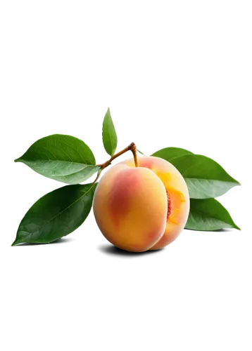 apricot,apricots,kumquat,peach flower,peaches,nectarine,loquat,peach rose,peach,peach tree,yellow peach,nectarines,guava,persimmon,peach color,psidium,apricot preserves,tangerine tree,marzipan,vineyard peach,Photography,Documentary Photography,Documentary Photography 02